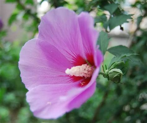 大掛鐘 木槿花種植